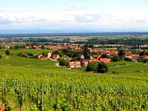 Sur les pente du Zotzenberg