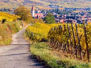 Route des vins à vélo, véloroute du vignoble